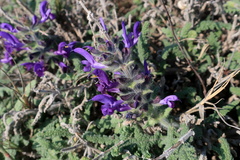 Salvia verbenaca