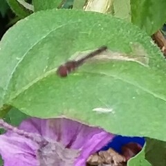 Ocyptamus fuscipennis