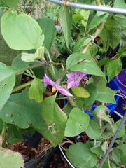 Ocyptamus fuscipennis