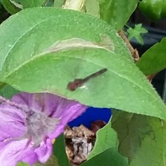 Ocyptamus fuscipennis