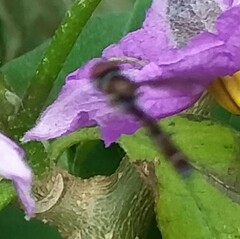 Ocyptamus fuscipennis