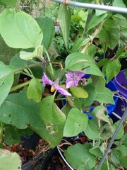 Ocyptamus fuscipennis