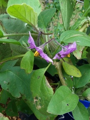 Ocyptamus fuscipennis