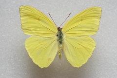 Phoebis sennae eubule