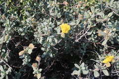 Helianthemum stipulatum