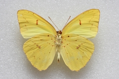 Phoebis sennae eubule