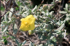 Helianthemum stipulatum