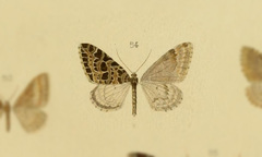 Eustroma metaria