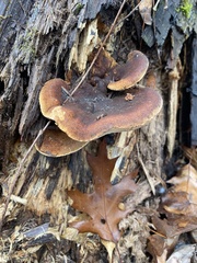 Ischnoderma resinosum