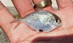 Peprilus triacanthus