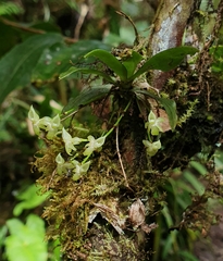 Angraecum cordemoyi