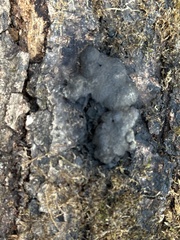 Jackrogersella multiformis