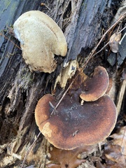 Ischnoderma resinosum