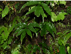 Leptochilus pothifolius