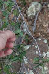 Quercus emoryi