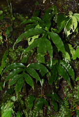 Leptochilus pothifolius