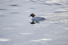 Mergus merganser merganser