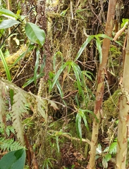 Angraecum multiflorum