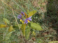 Leptostemonum