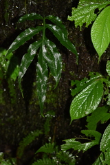 Leptochilus pothifolius
