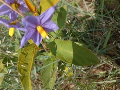 Leptostemonum