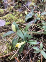 Polygaloides chamaebuxus