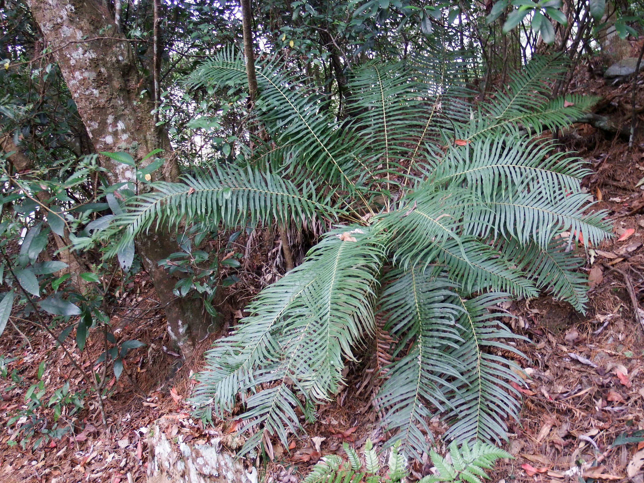Brainea insignis（ブライネアインシグニス Brainea insignis（ブライネアインシグニス）