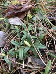 Polygaloides chamaebuxus