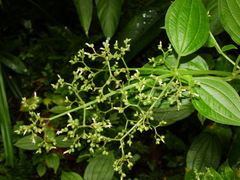 Aciotis