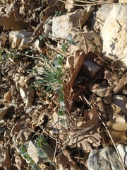 Andrachne telephioides