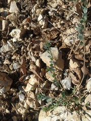 Andrachne telephioides