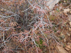 Calliandra eriophylla