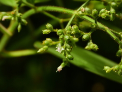 Aciotis