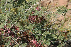 Mimosa aculeaticarpa