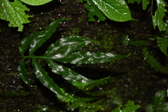 Leptochilus pothifolius