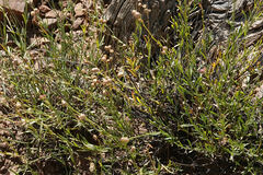 Menodora scabra