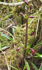 Calanthe sylvatica