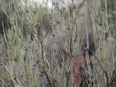 Ephedra aspera