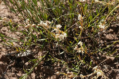 Menodora scabra