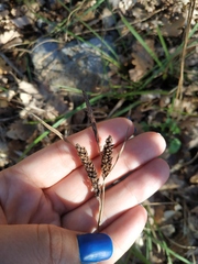 Carex flacca serrulata