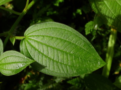 Aciotis