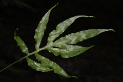 Leptochilus pothifolius
