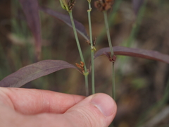 Ephedra aspera
