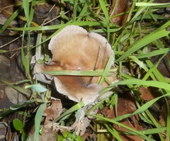 Basidiomycota