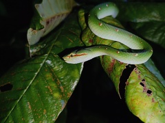 Tropidolaemus wagleri