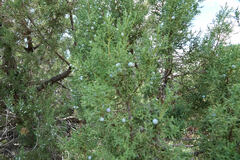 Juniperus deppeana