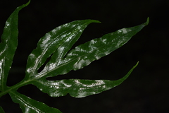 Leptochilus pothifolius