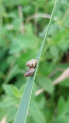 Cochlicella