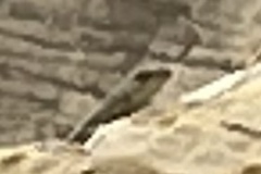 Microlophus peruvianus