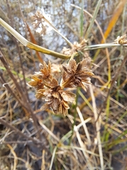 Cyperus difformis